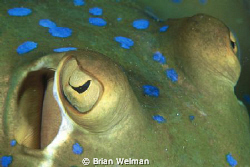 Blue Spotted Ribbontail Ray Close Up by Brian Welman 